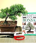 Ankara Etimesgut Çiçekçi firma ürünümüz Bonsai küçük japon ağacı iç mekan süs bitkisi