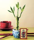 Lucky Bamboo şans meleği çiçeği bambu çiçeği Ankara Bağlum Çiçekçi firma ürünümüz