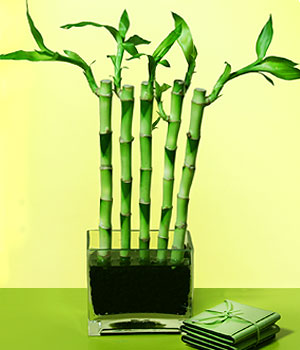 Ankara çiçekçilik görsel çiçek modeli firmamızdan Lucky Bamboo şans meleği çiçeği bambu çiçeği