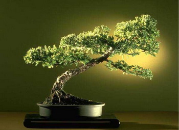 Ankara Yenimahalle Çiçekçi firma ürünümüz Bonsai küçük japon ağacı iç mekan süs bitkisi