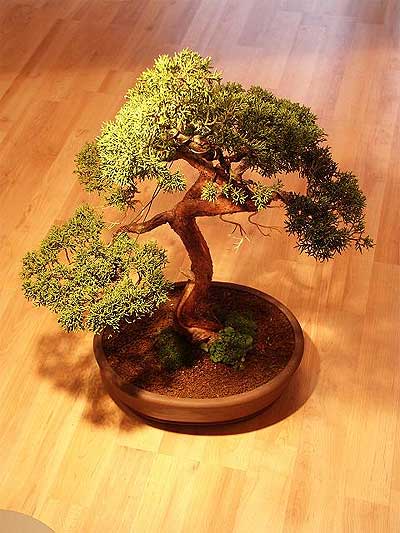 Ankara Bağlum Çiçekçi firma ürünümüz Bonsai küçük japon ağacı iç mekan süs bitkisi