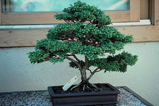 Ankara Demetevler Çiçekçi firma ürünümüz Bonsai küçük japon ağacı iç mekan süs bitkisi