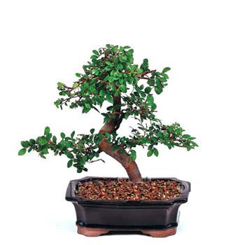 Minyatür ağaç Bonsai saksı çiçeği iç mekan bitkileri süs bitkisi Ankara çiçekçi satışı sitemizden