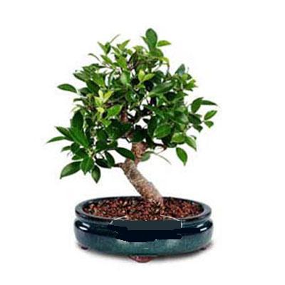 Ankara çiçek firmamızdan Bonsai saksı çiçeği iç mekan bitkileri süs bitkisi