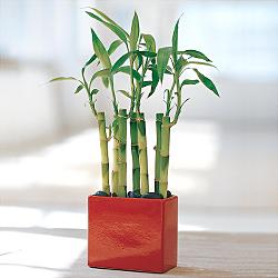 Ankara çiçekçi satışı sitemizden Lucky Bamboo şans meleği çiçeği bambu çiçeği